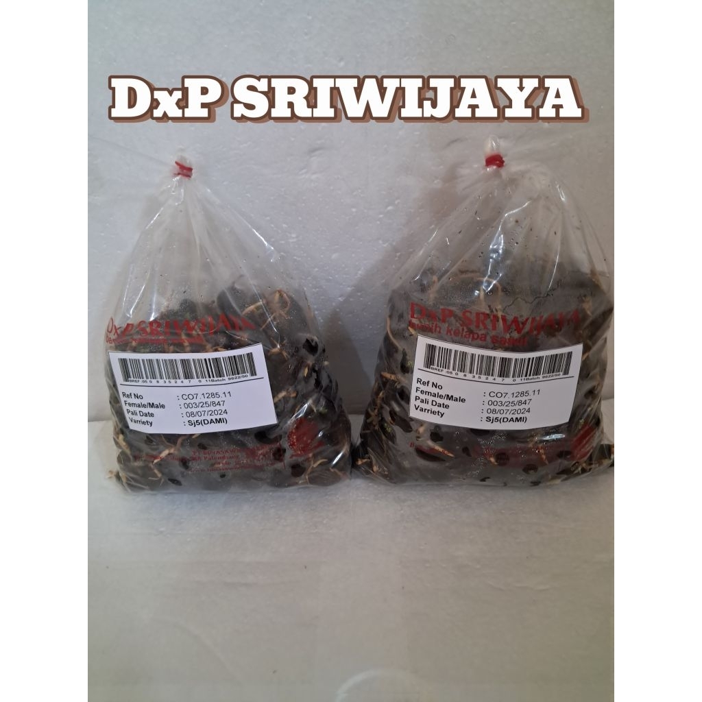 (TERLARIS NO.1) DxP SRIWIJAYA | Bibit Benih  Kecambah Kelapa Sawit Unggul | 250 Butir | COD