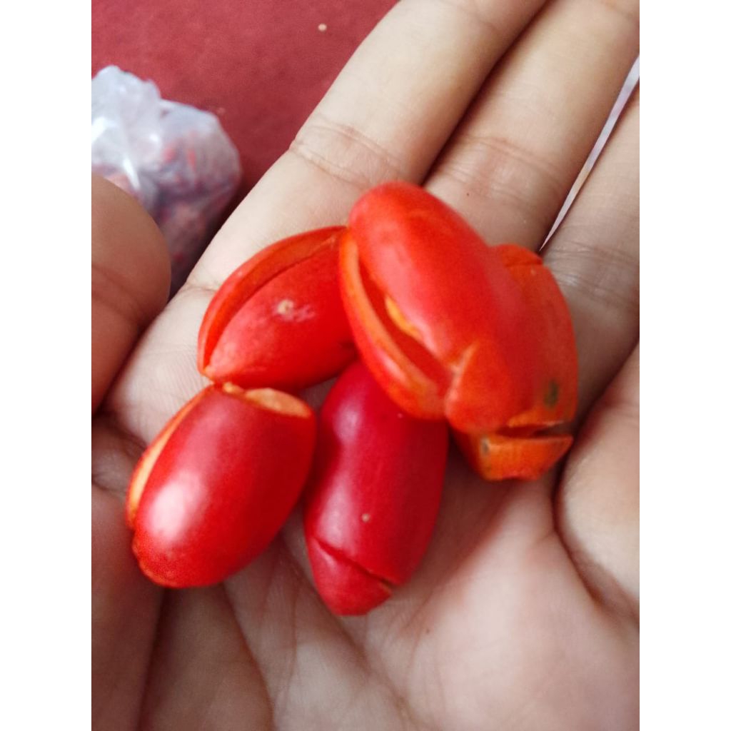 

kulit mlinjo fress
