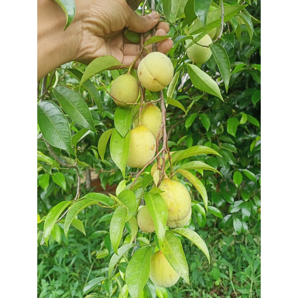 

Cahayadstore Buah Pala Segar 1 Kg