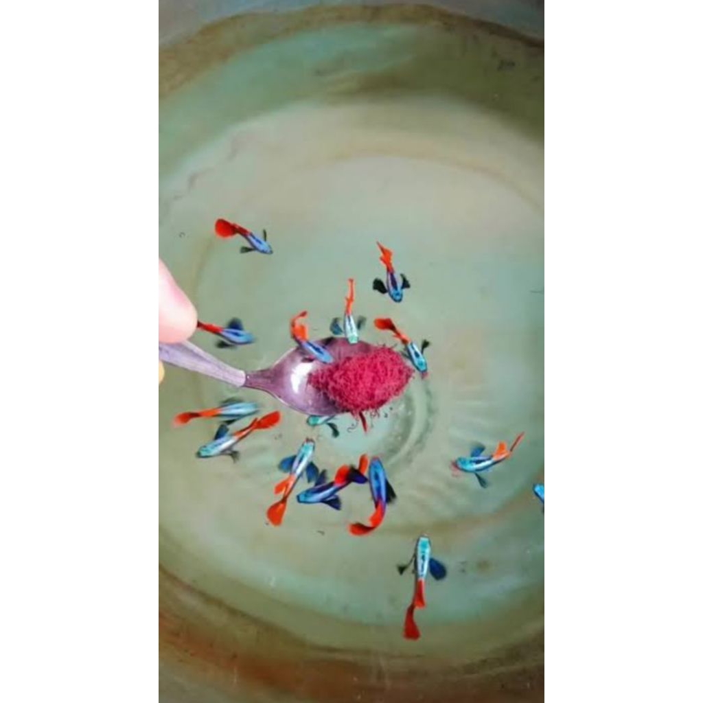 Guppy Prtde 1pasang