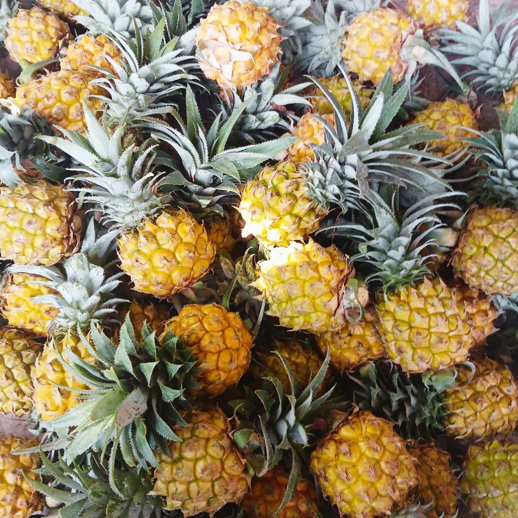 

Paket Nanas Madu Pemalang 10 Buah