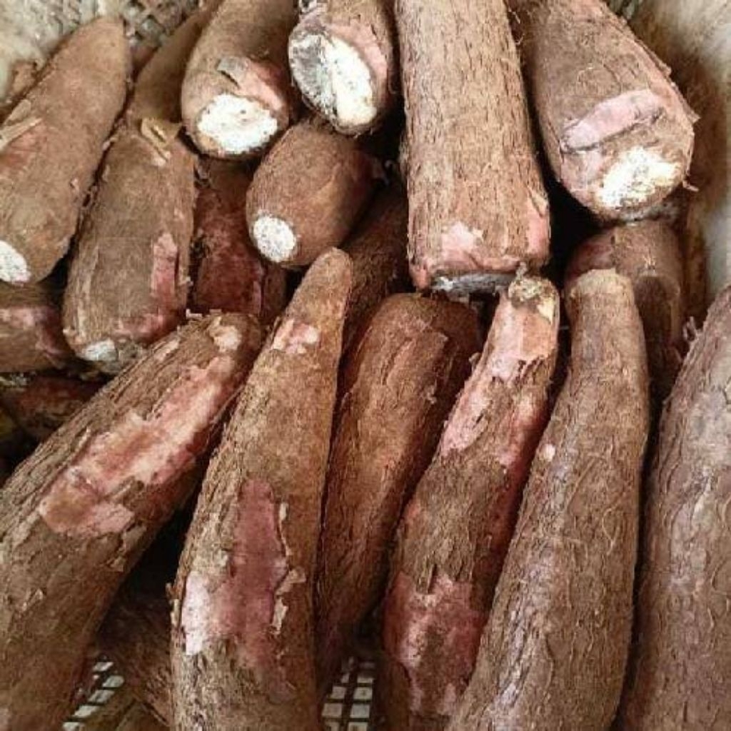 

Tela Kayu - Tela Pohong - Ketela 1kg Murah