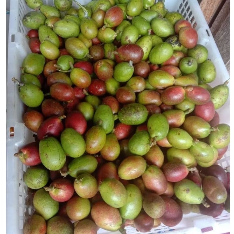 

Buah Matoa 1 Kg Fresh