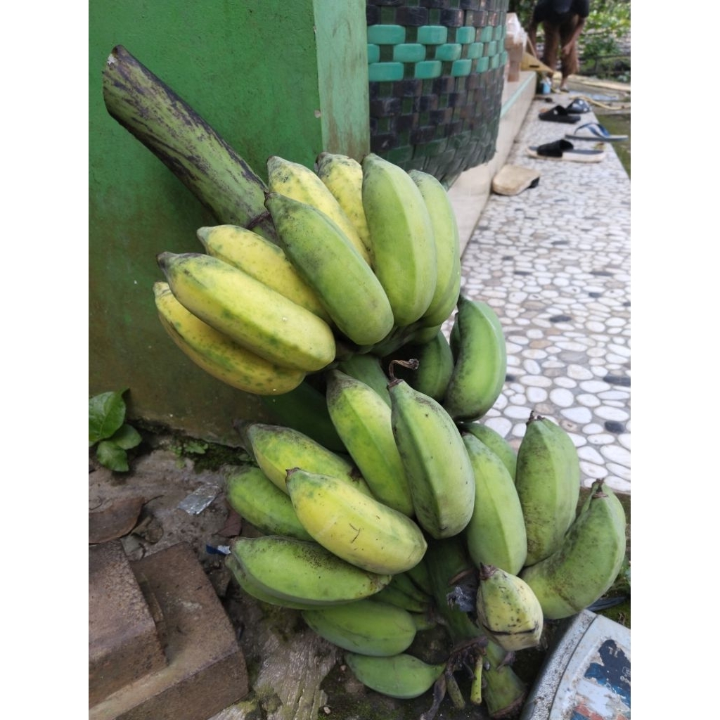 

pisang susu organik lokal muria , satu sisir isi 10-14