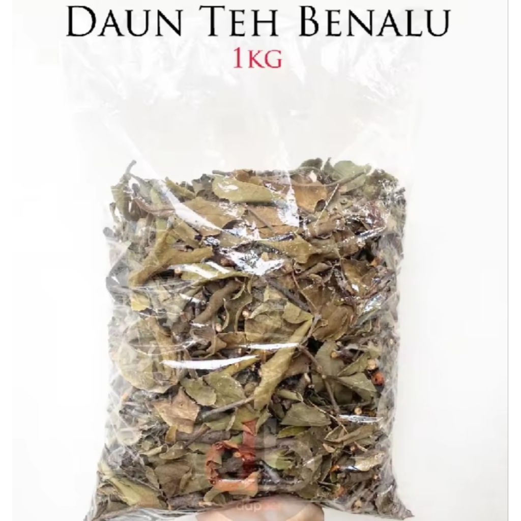 

Benalu Daun Teh Kering Asli 1Kg Obat Herbal Tumor
