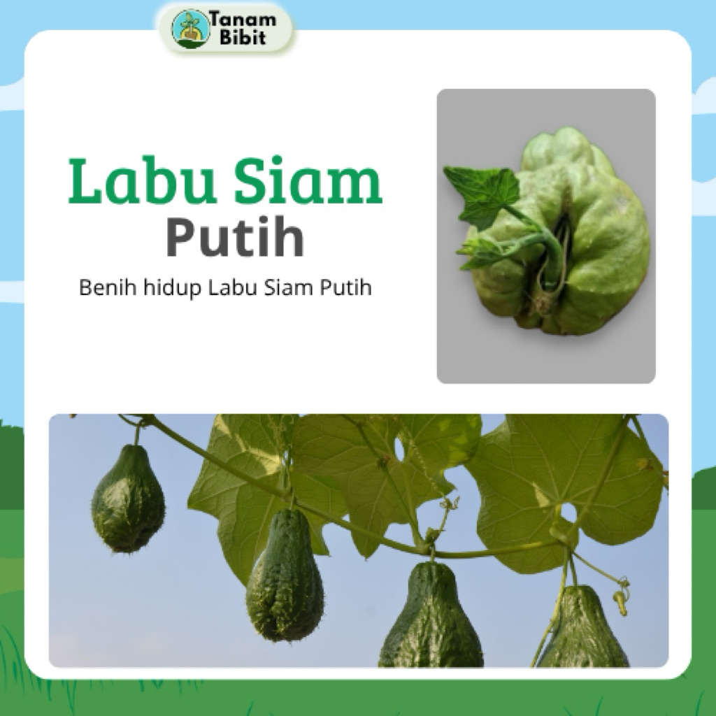 Bibit Labu Siam / Jipang Putih Sayur Hidup Bibit Siap Tanam