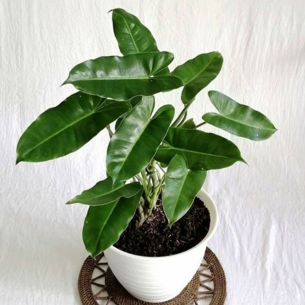 Tanaman Philodendron Burle Marx Hijau /  Philodendron Brekele Hijau / Anthurium Burle Marx