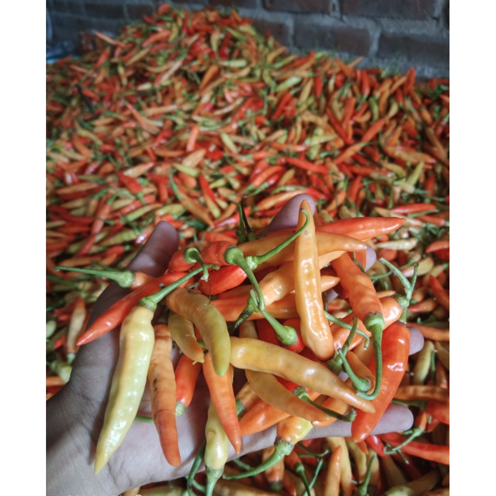 

Cabai rawit Asmoro Fresh 1kg