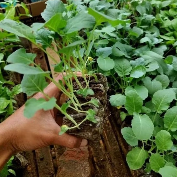 

DIARY PETANI - Paket 100 Bibit Hidup Brokoli Hijau Siap Tanam