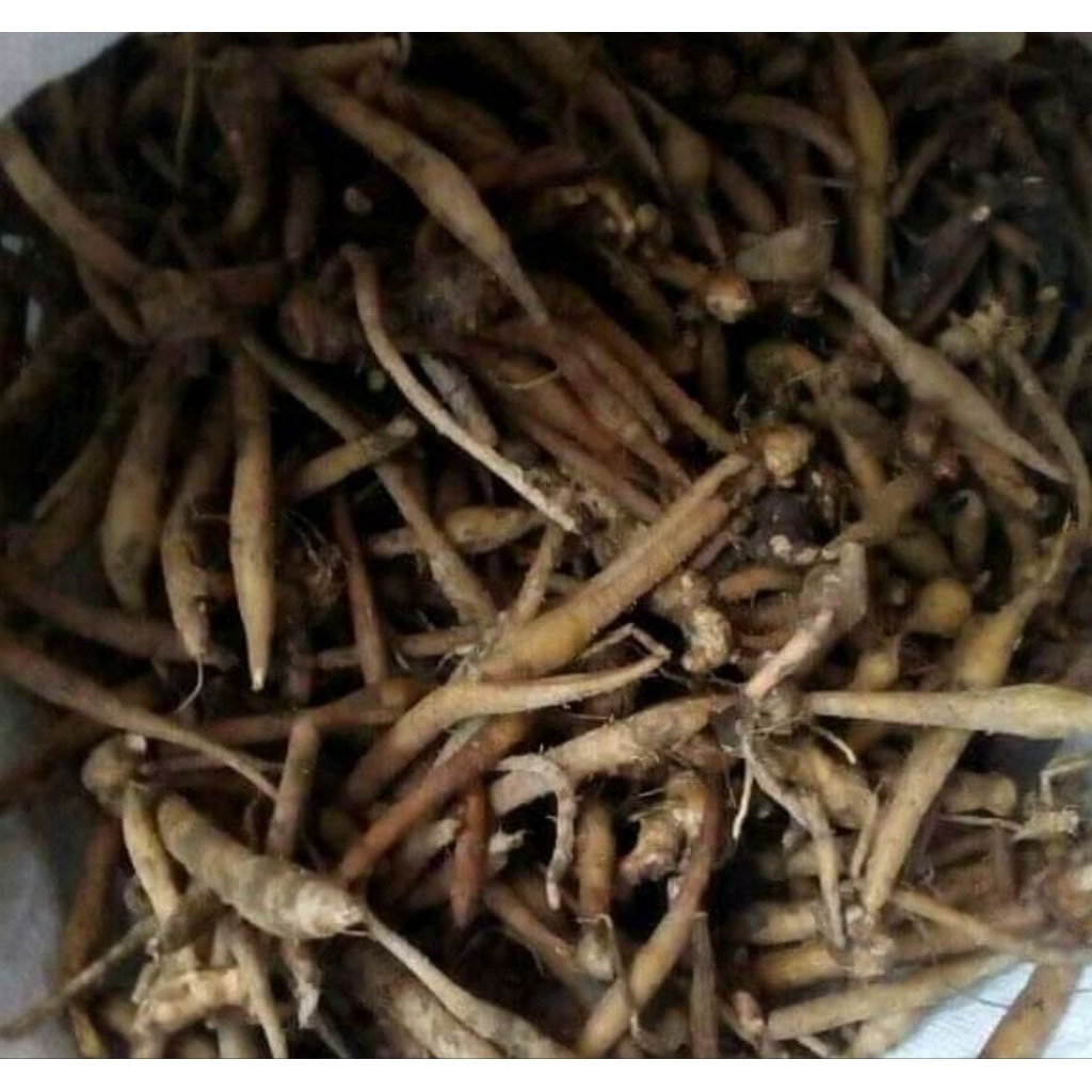 

Akar pisang raja segar organik 500 gram-az