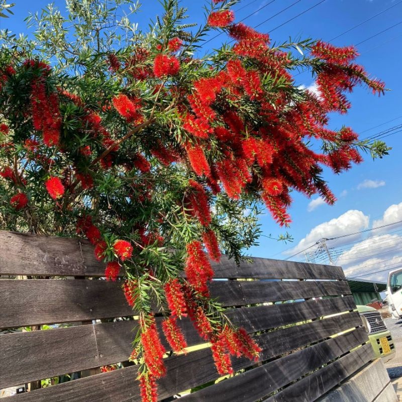 Tanaman Bibit bunga sikat botol
