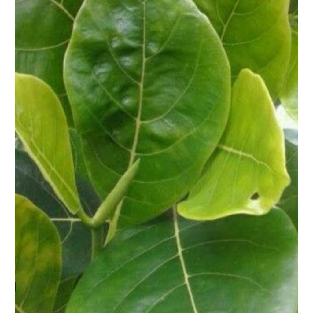 

Daun nangka segar asli isi 50 lembar siap pakai