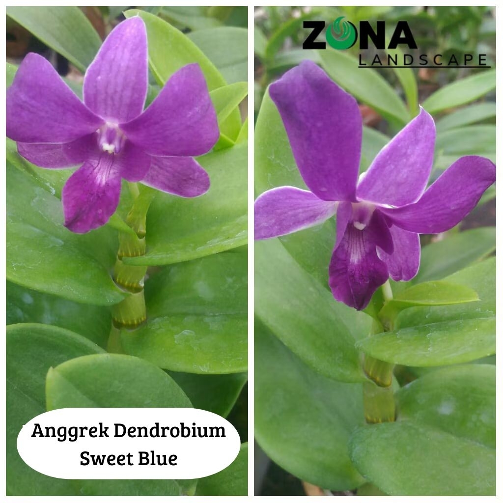 Bunga Anggrek Dendrobium Sweet Blue (+Pot Tanah Liat & Media) Anggrek Dendro Import
