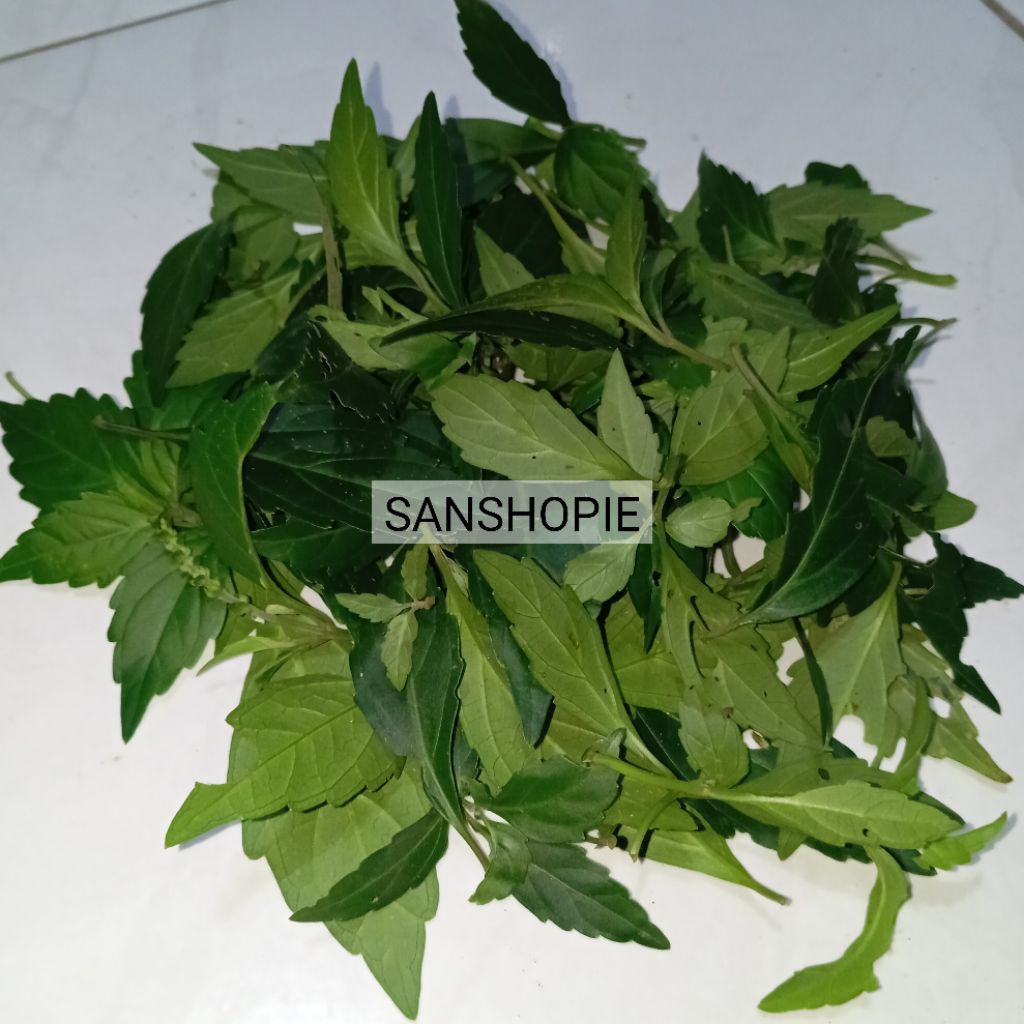 

Daun Kumis kucing segar MURNI daun tanpa batang 250 gram