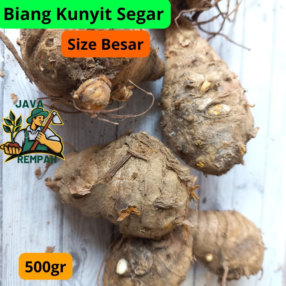 

Biang Kunyit 500gram Biang Kunyit Segar Empu kunyit