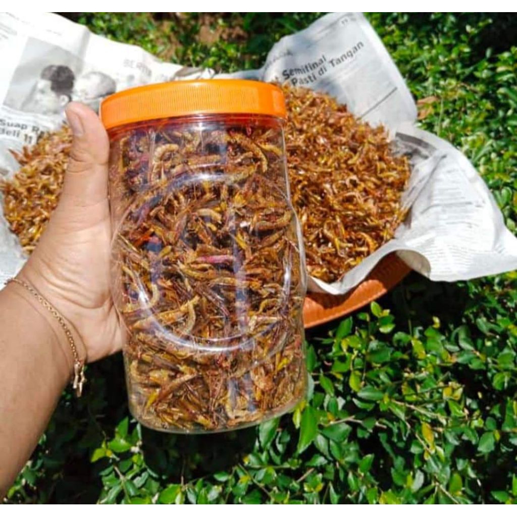 

Belalang Goreng Renyah Gurih Pedas | Camilan Tradisional Tinggi Protein 200 Gram