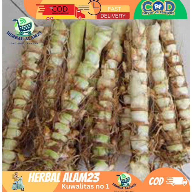 Bibit Super Rumput Gama Umami 1 kilogram