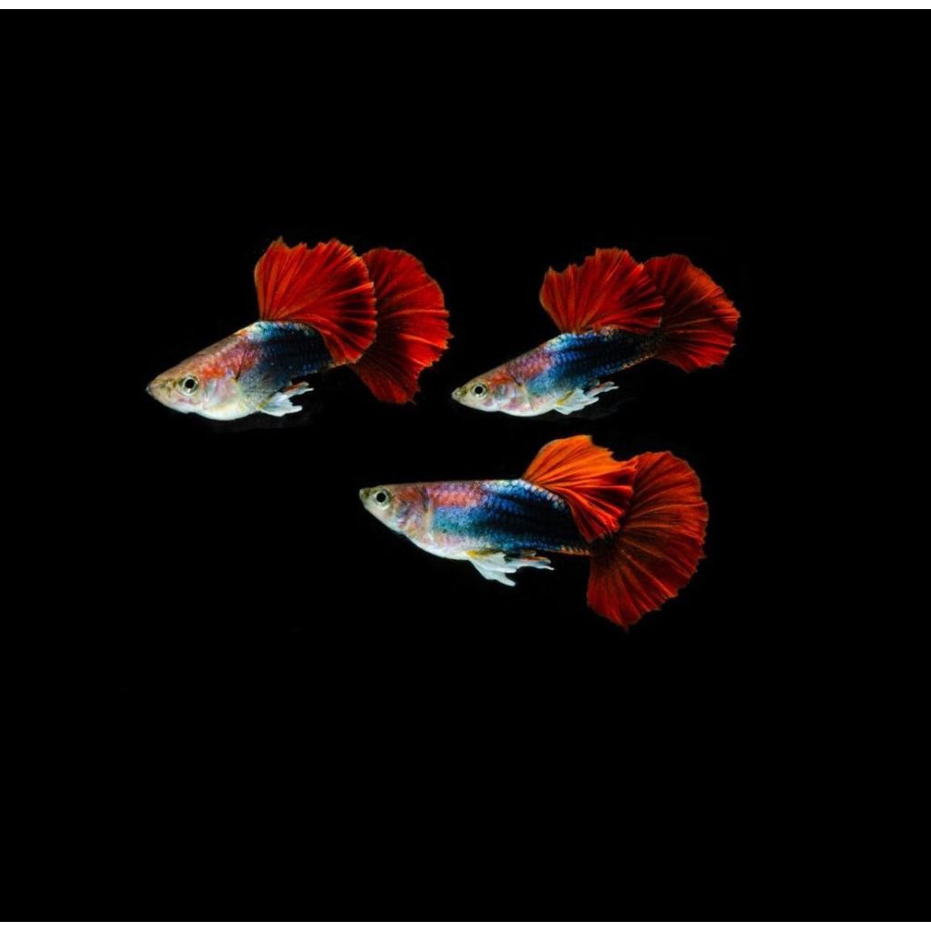 

(stiker)guppy hb red rose tail