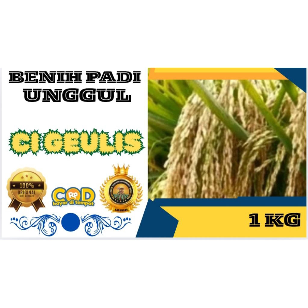 BENIH PADI UNGGUL CIGEULIS BERKUALITAS KEMASAN 1KG