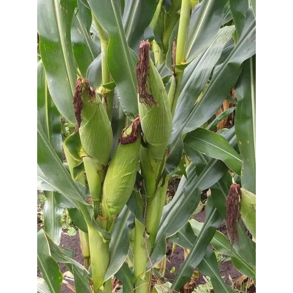 

1kg biji benih jagung sumo