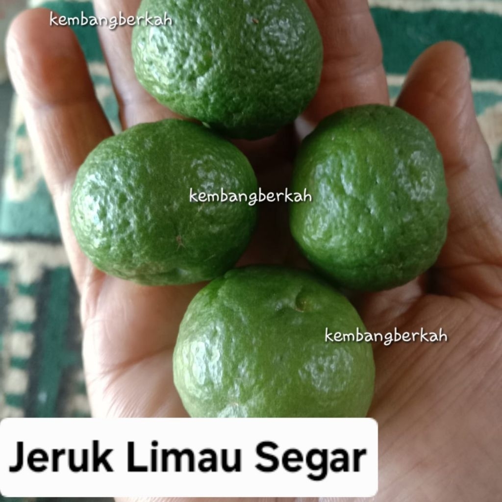 

Jeruk Limo Jeruk Limau Segar Fresh Perbuah limo segar