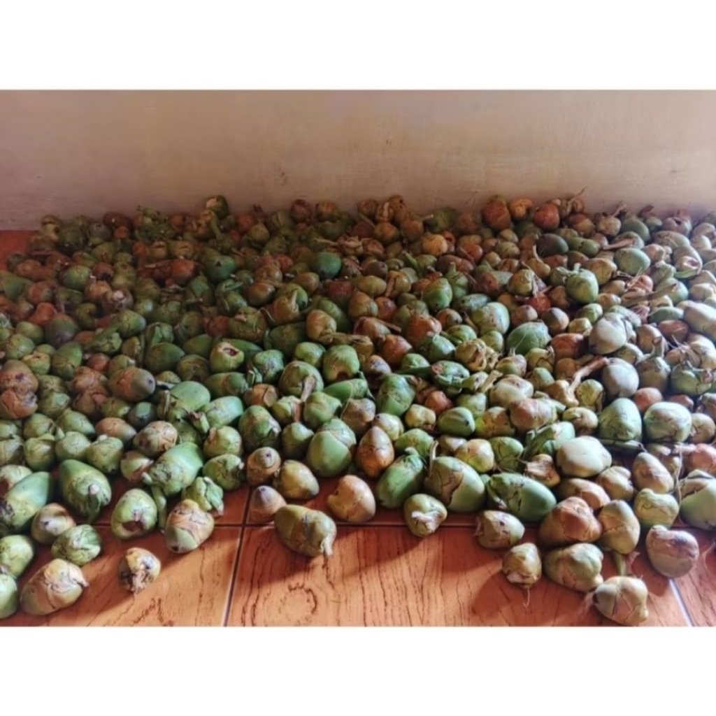 

beluluk/tembuluk kelapa fresh, obat herbal diabetes kualitas premium