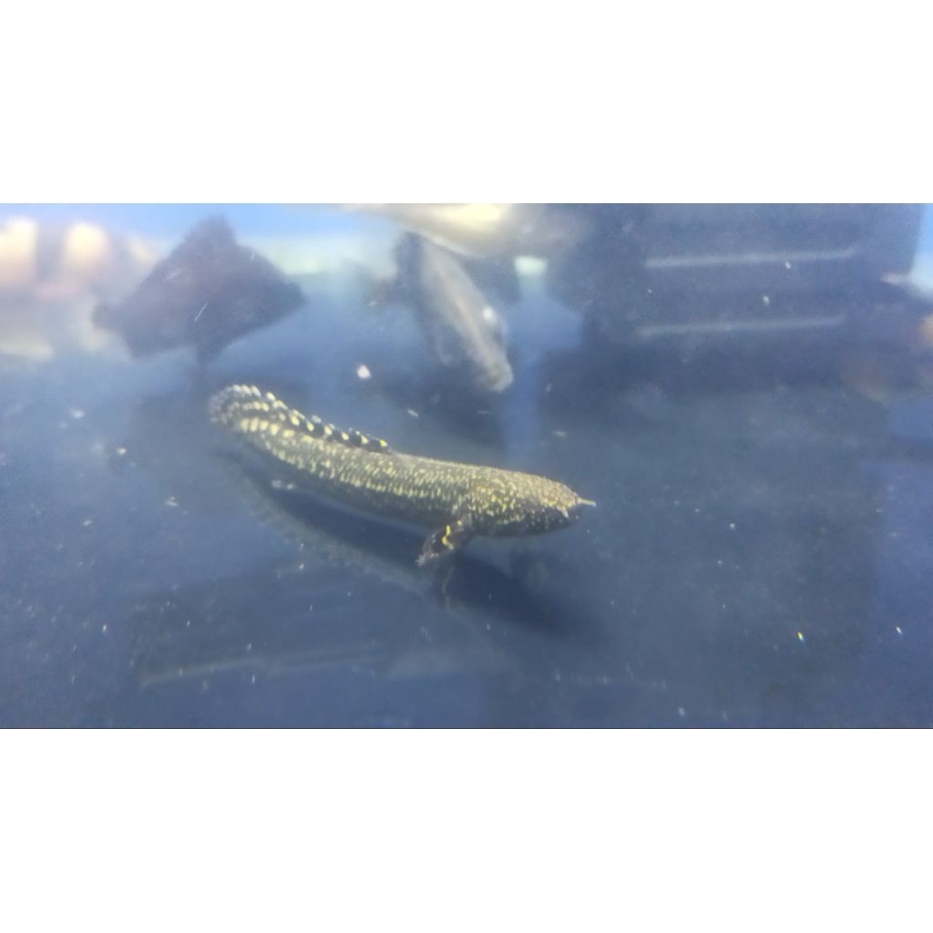 ikan palmas orna 12cm