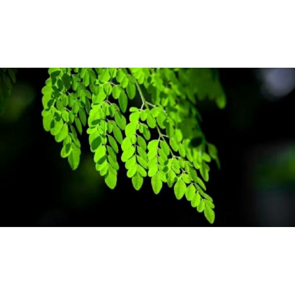 

daun kelor segar 250gr