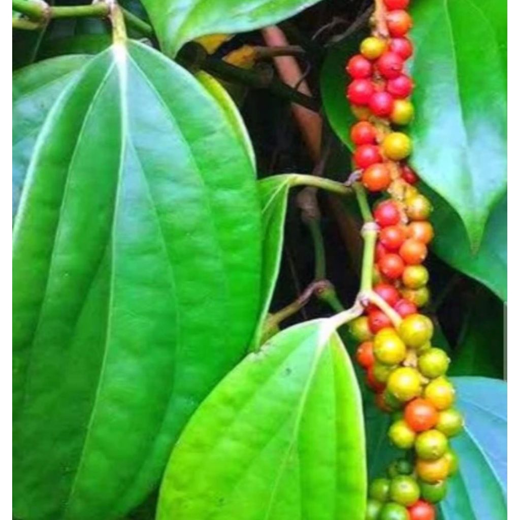 

Daun Kemukus segar 100 lembar