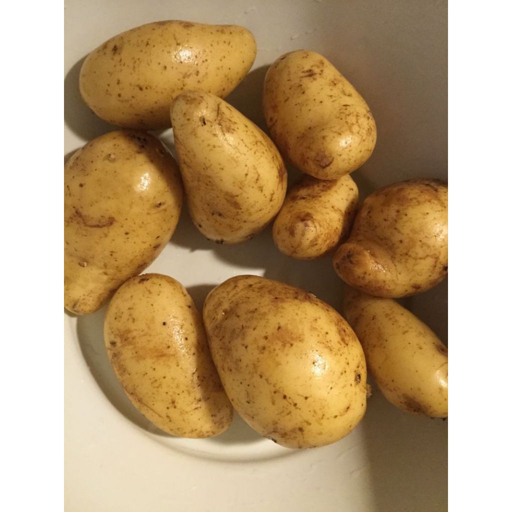 

KENTANG SUPER ASLI PETANI