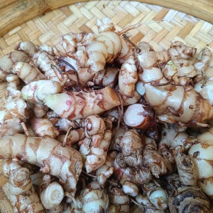 

Temulawak Segar Pilihan Fresh