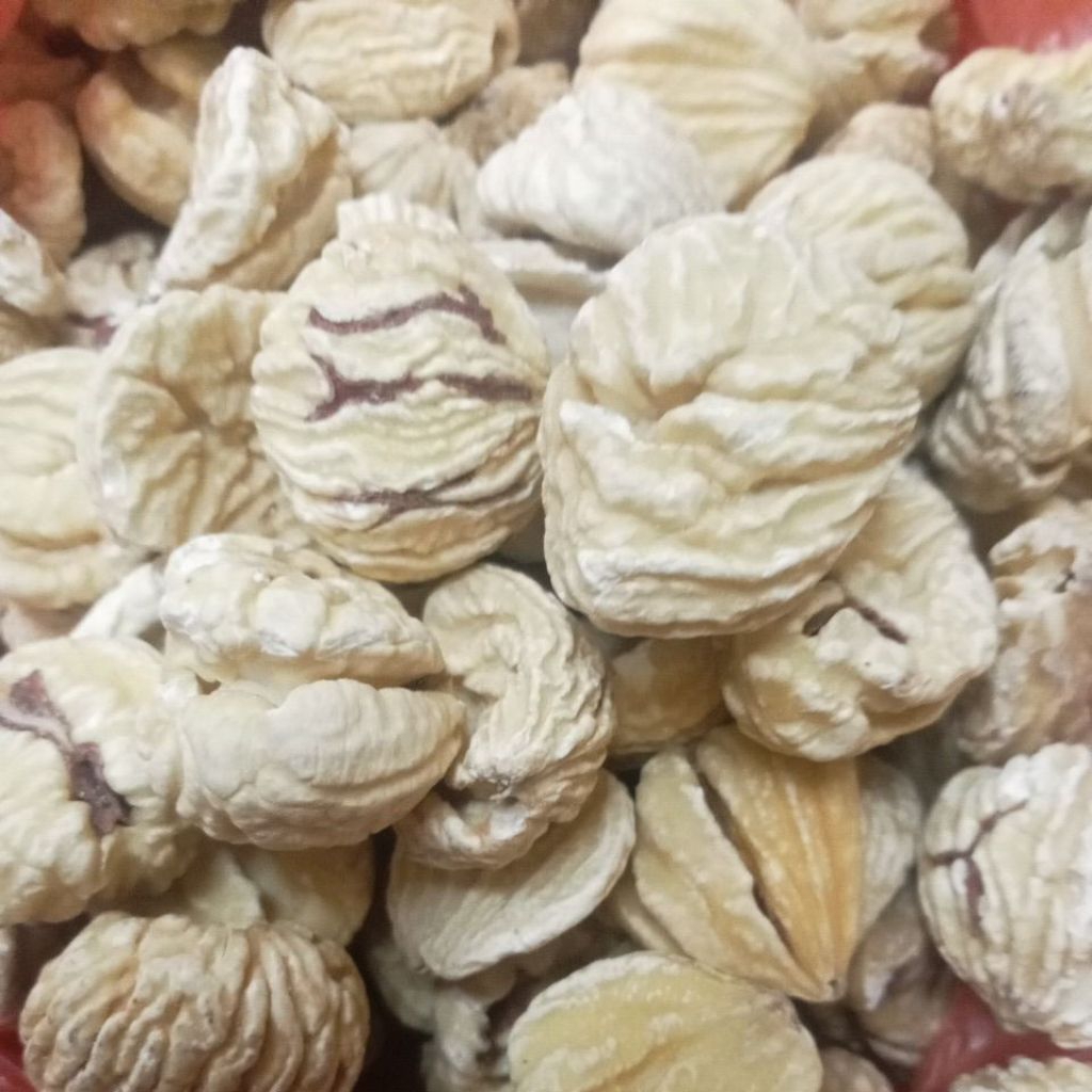 

chestnut atau lak ci 250 gr