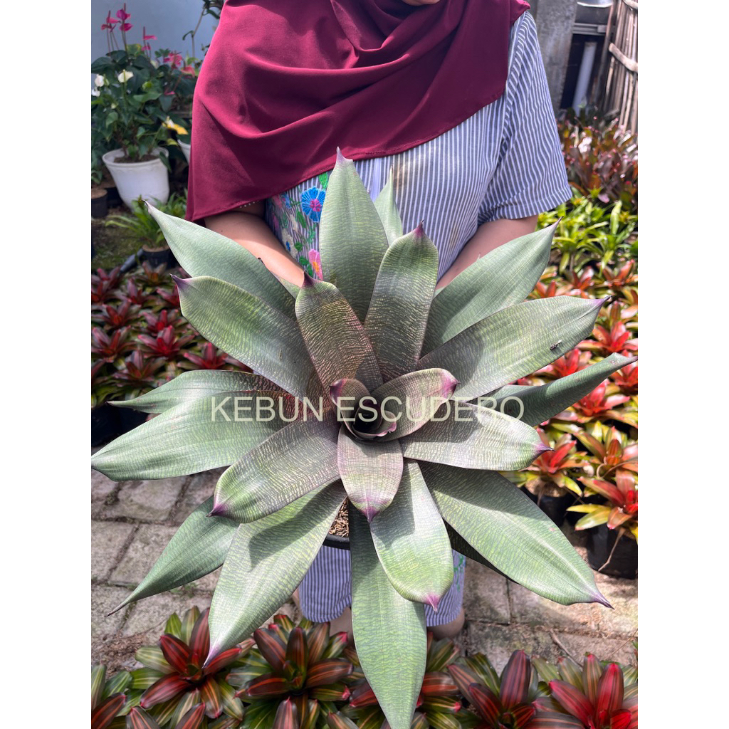 Bromelia Vriesea Cherlette Rimbun - Tanaman Hias Bromelia Vriesea Cherlette - Bromelia Hias Koleksi