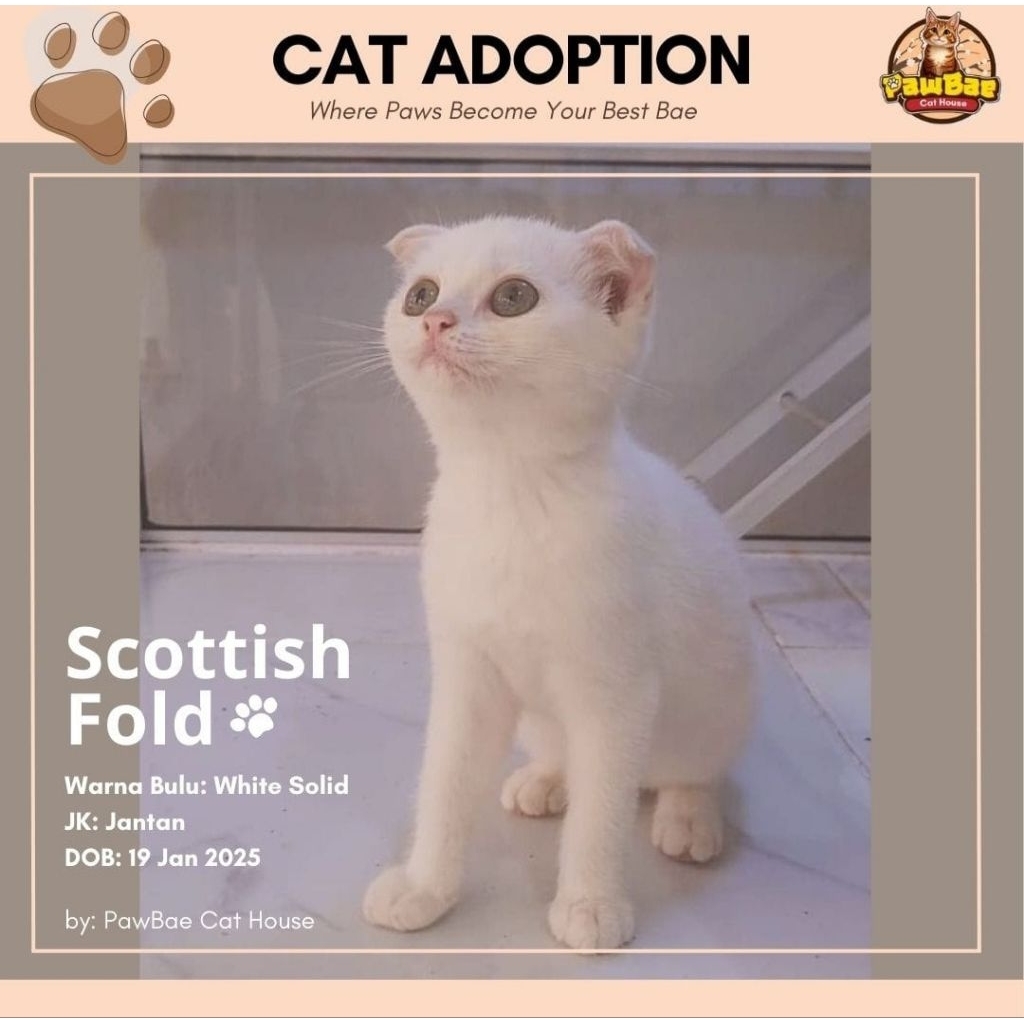 Kucing Scottish Fold White Solid Jantan (Indukan BSH Golden X Scottish Fold)