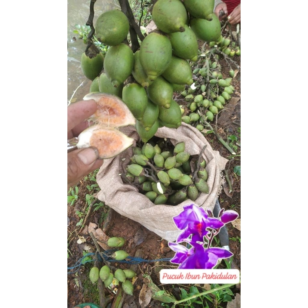 

buah pinang muda segar/10 pcs