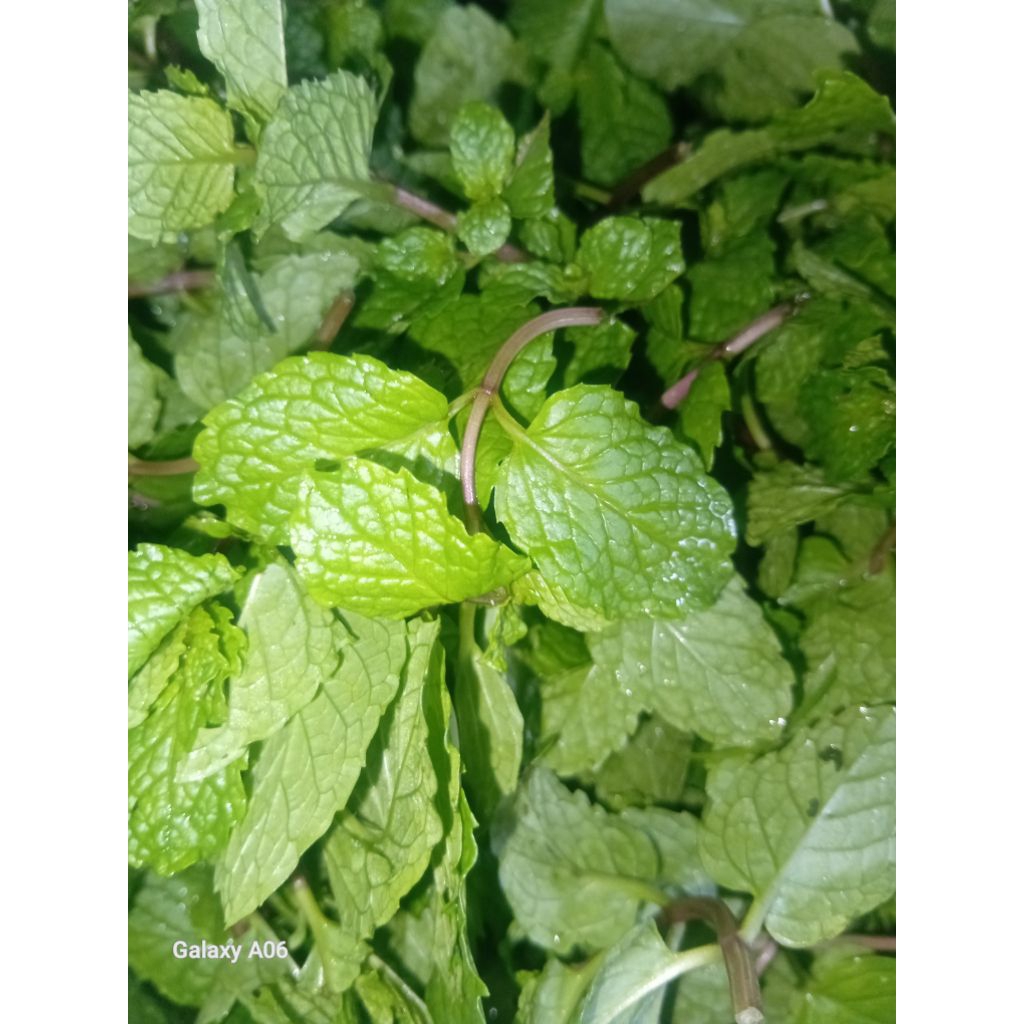 

Daun mint segar/pepermint 100gr DIPETIK KETIKA ORDERAN MASUK