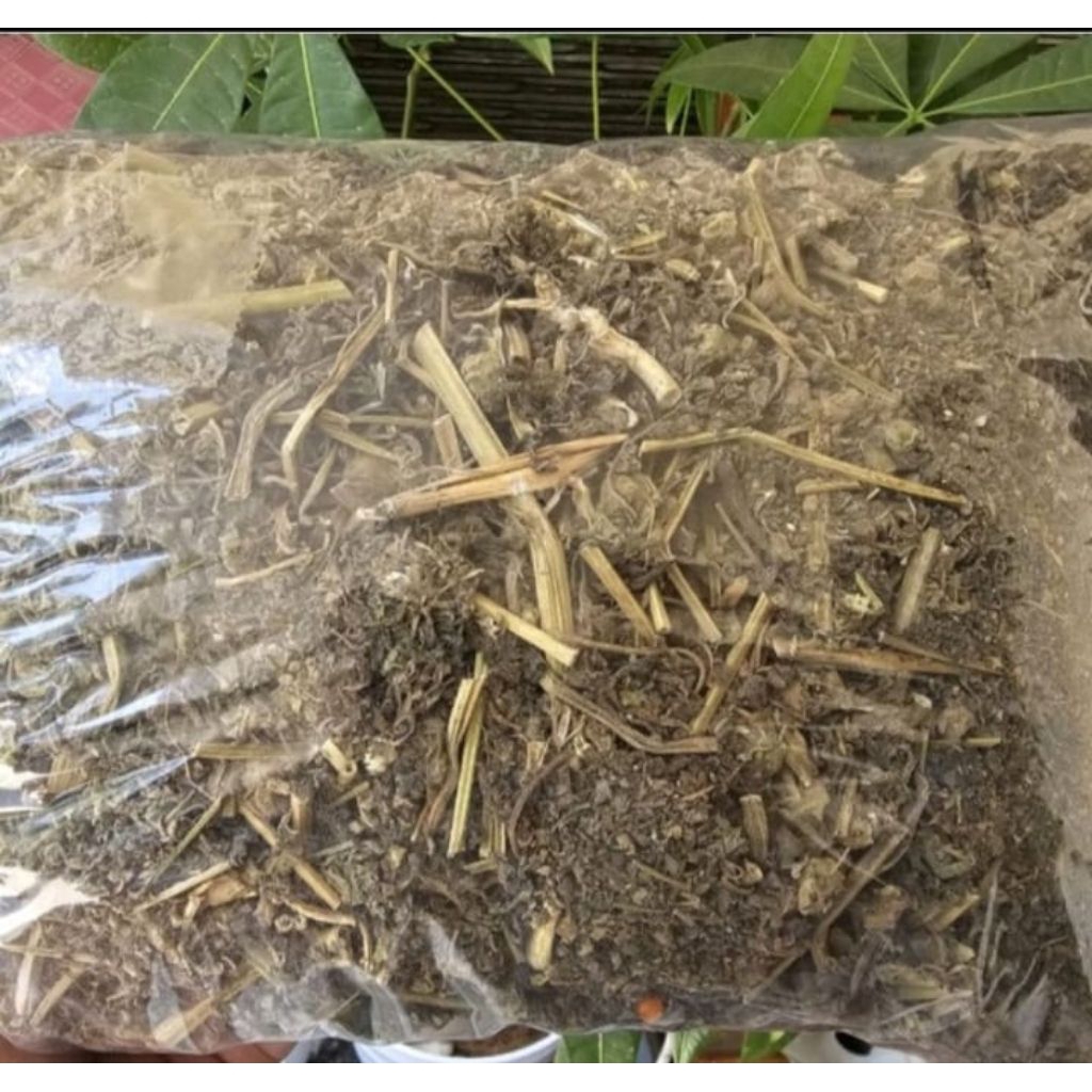 

Daun cecendet/ciplukan kering 100gr, 200gr, 300gr