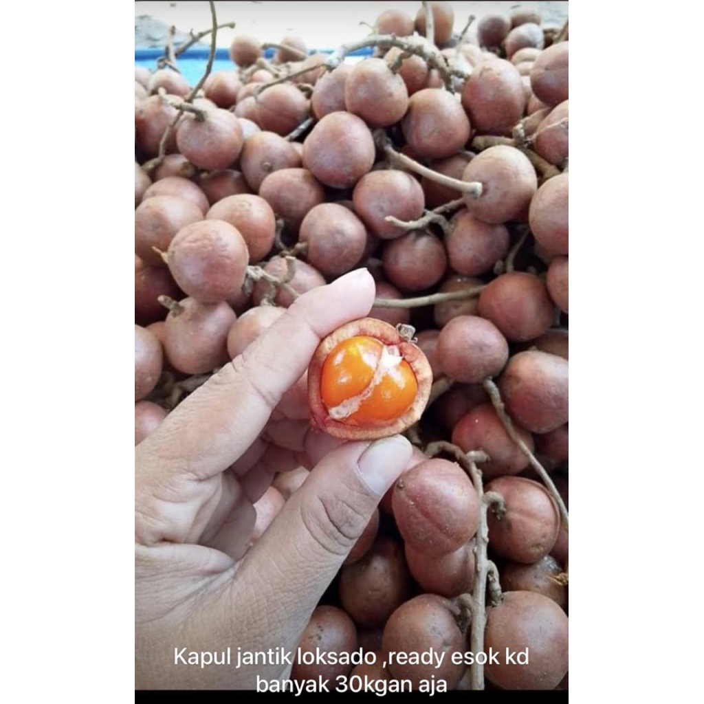 

Kapul / Tampui asli kalimantan