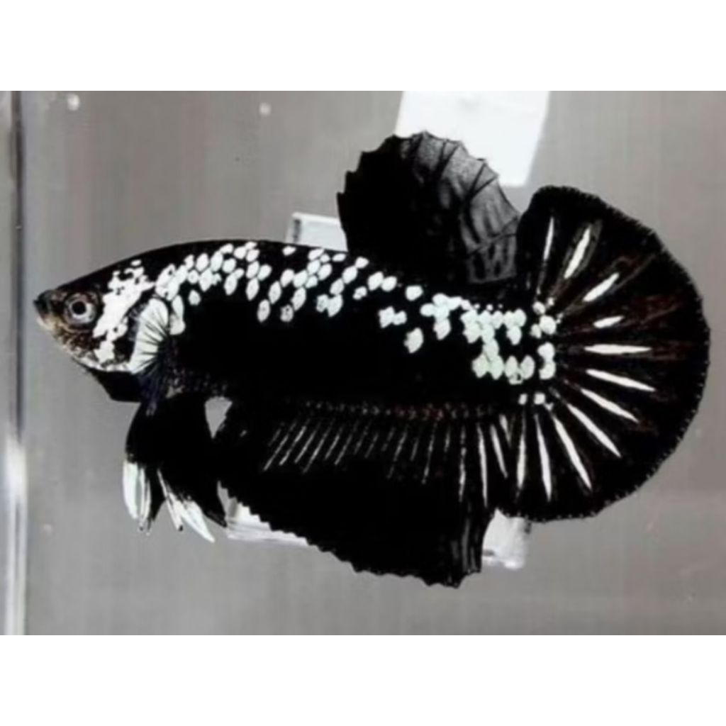 CUPANG PLAKAT BLACK MAMBA / BLACK SAMURAI