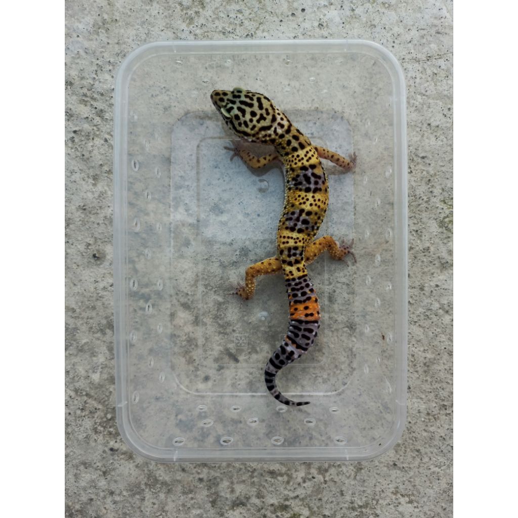 MAINAN GECKO BN BLACK NIGHT