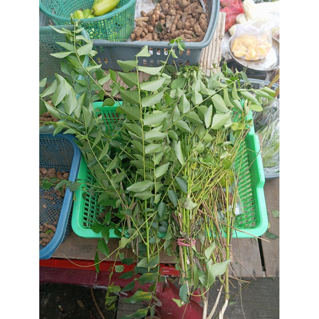 

Daun koro keling/daun kari bumbu masak bumbu dapur