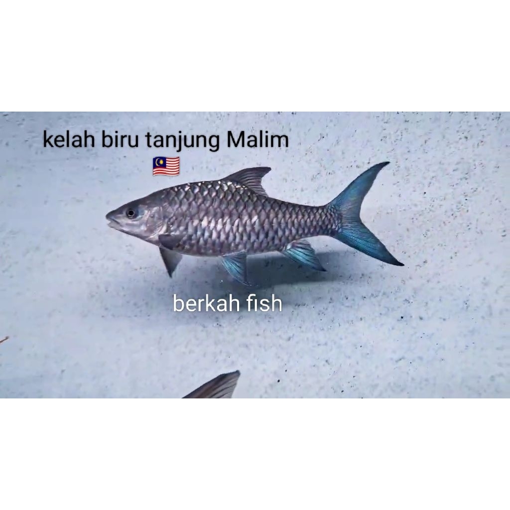 hiasan aquarium kelah/mahseer biru tanjung Malim 🇲🇾 (WC) sz 4-5 cm