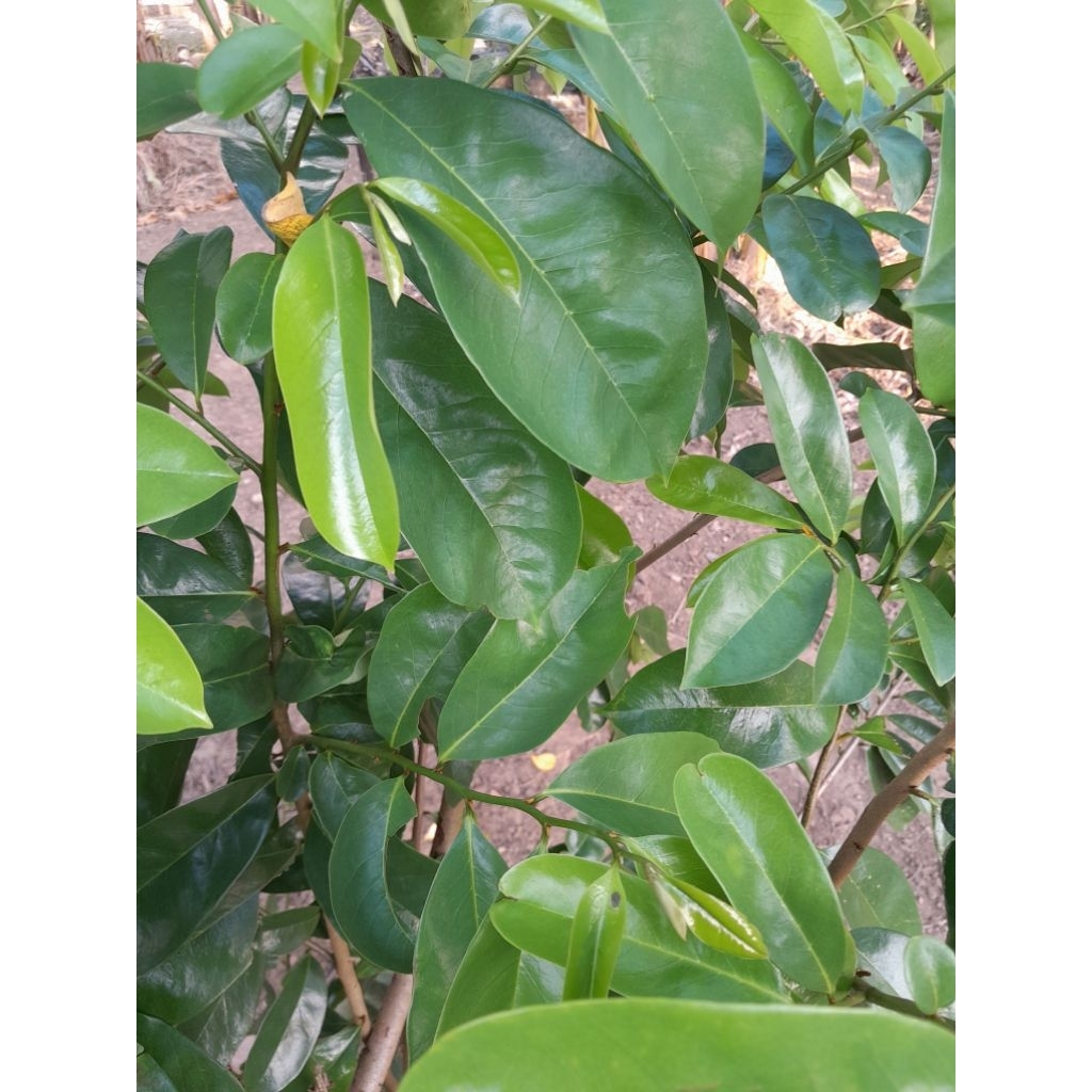 

Daun sirsak tua obat herbal anti kangker 100 lembar
