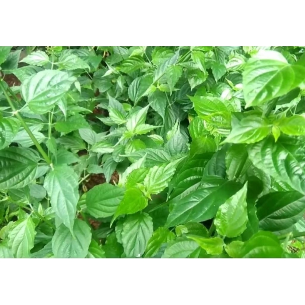 

Daun Belalai Gajah Segar Di Petik Ketika Orderan Masuk 200 grm