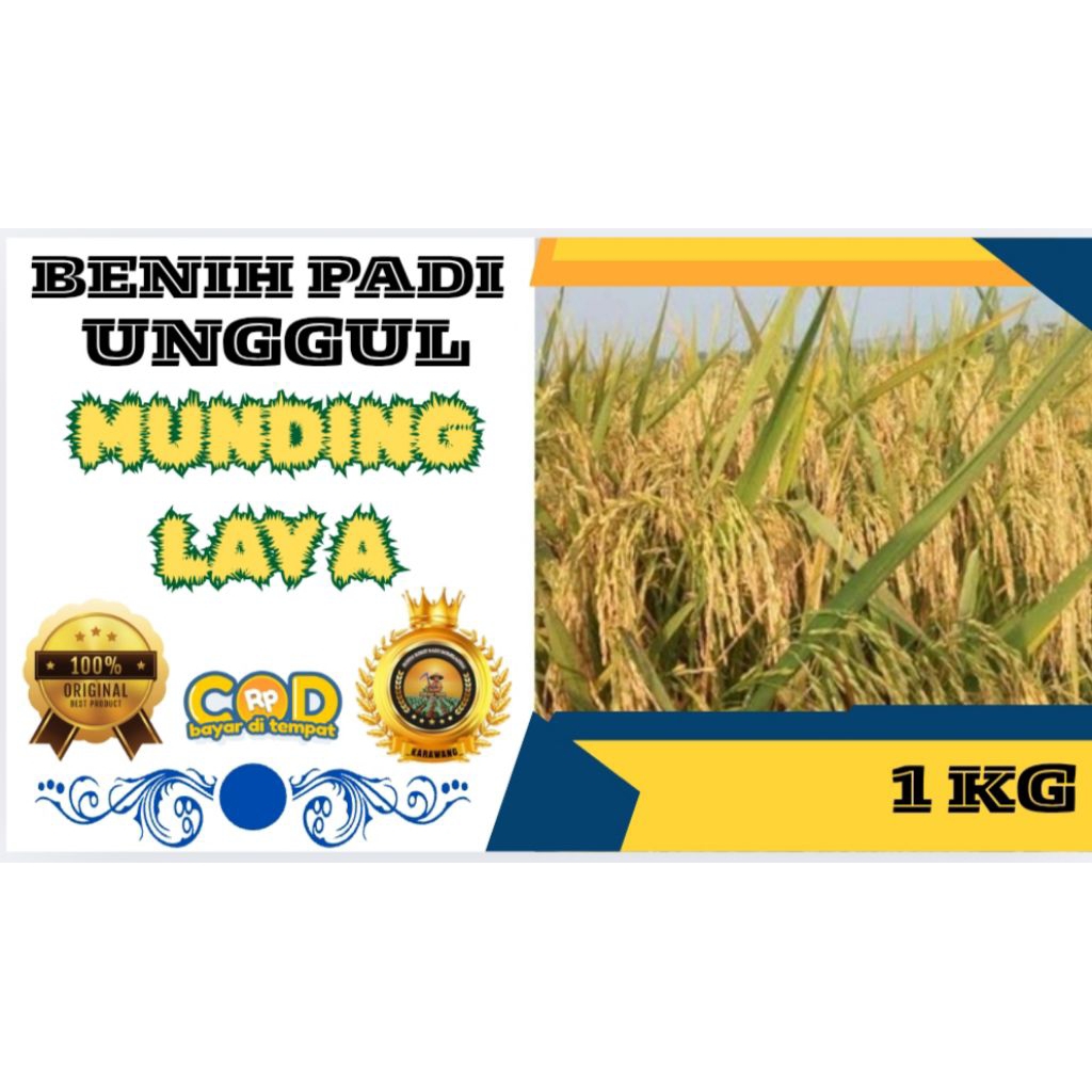 BENIH PADI UNGGUL MUNDING LAYA BERKUALITAS KEMASAN 1KG