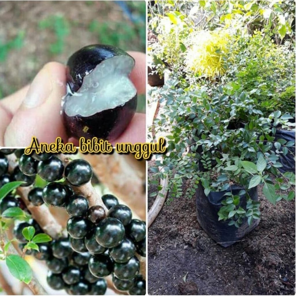 BIBIT BUAH ANGGUR POHON BRAZIL JENIS SABARA