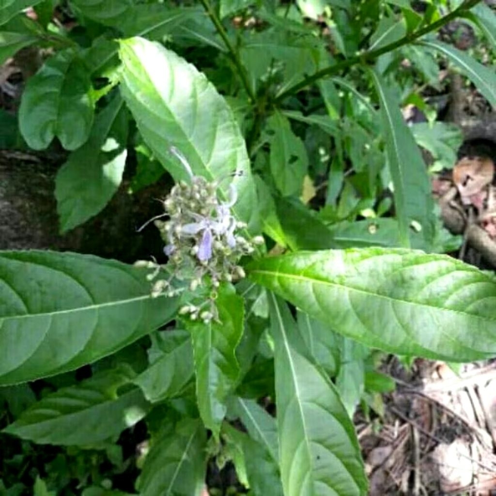 

10 Lembar Daun Senggugu - Srigunggu