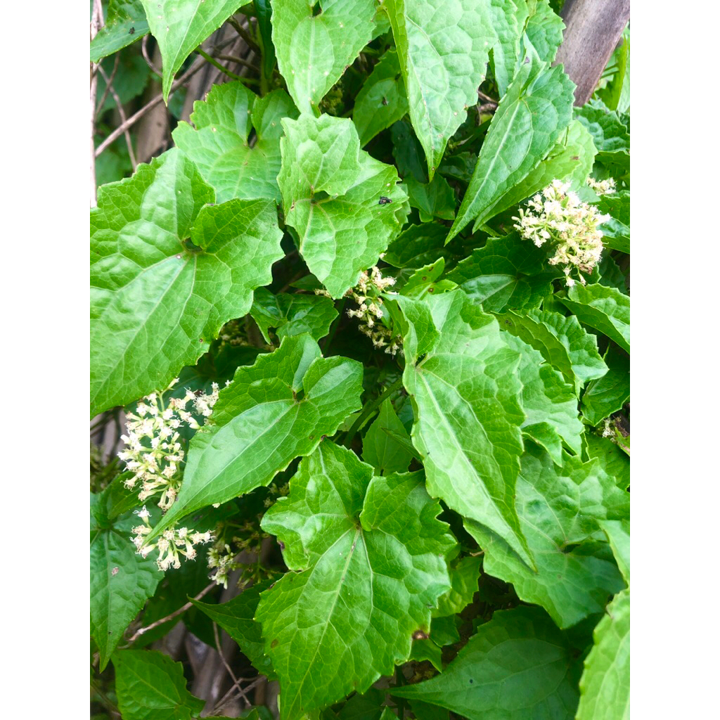 

DAUN SEMBUNG RAMBAT SEGAR 1 KG