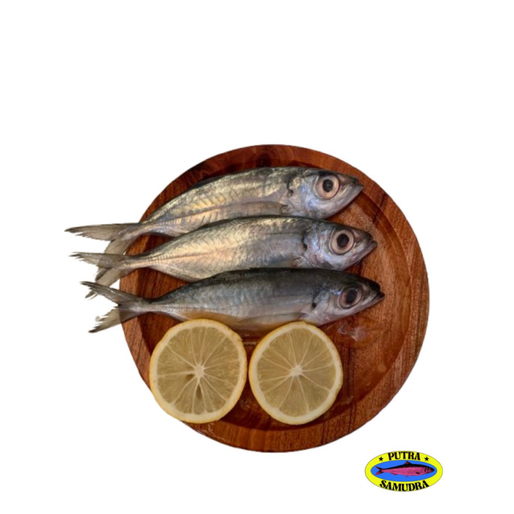 

Ikan Kembung Belo Segar