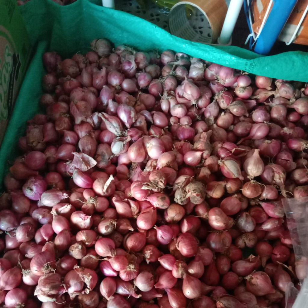 

bawang merah